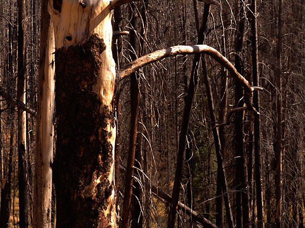 #49: Nature Demands&nbsp;Humility