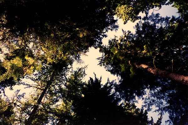 #88: Nature Is the Best&nbsp;Meditation